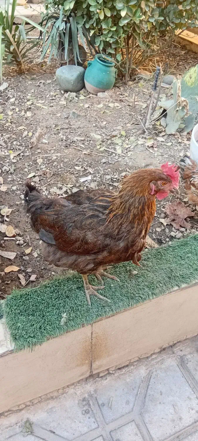 مرغ|حیوانات مزرعه|اسلام‌شهر, شهرک قائمیه|دیوار