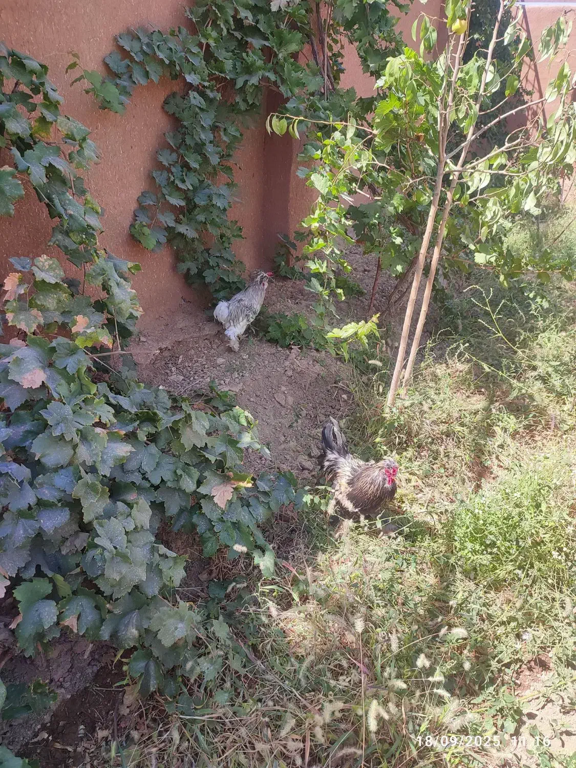 فروش تخم نطفه دار|حیوانات مزرعه|نجفآباد, حومه نجف آباد|دیوار