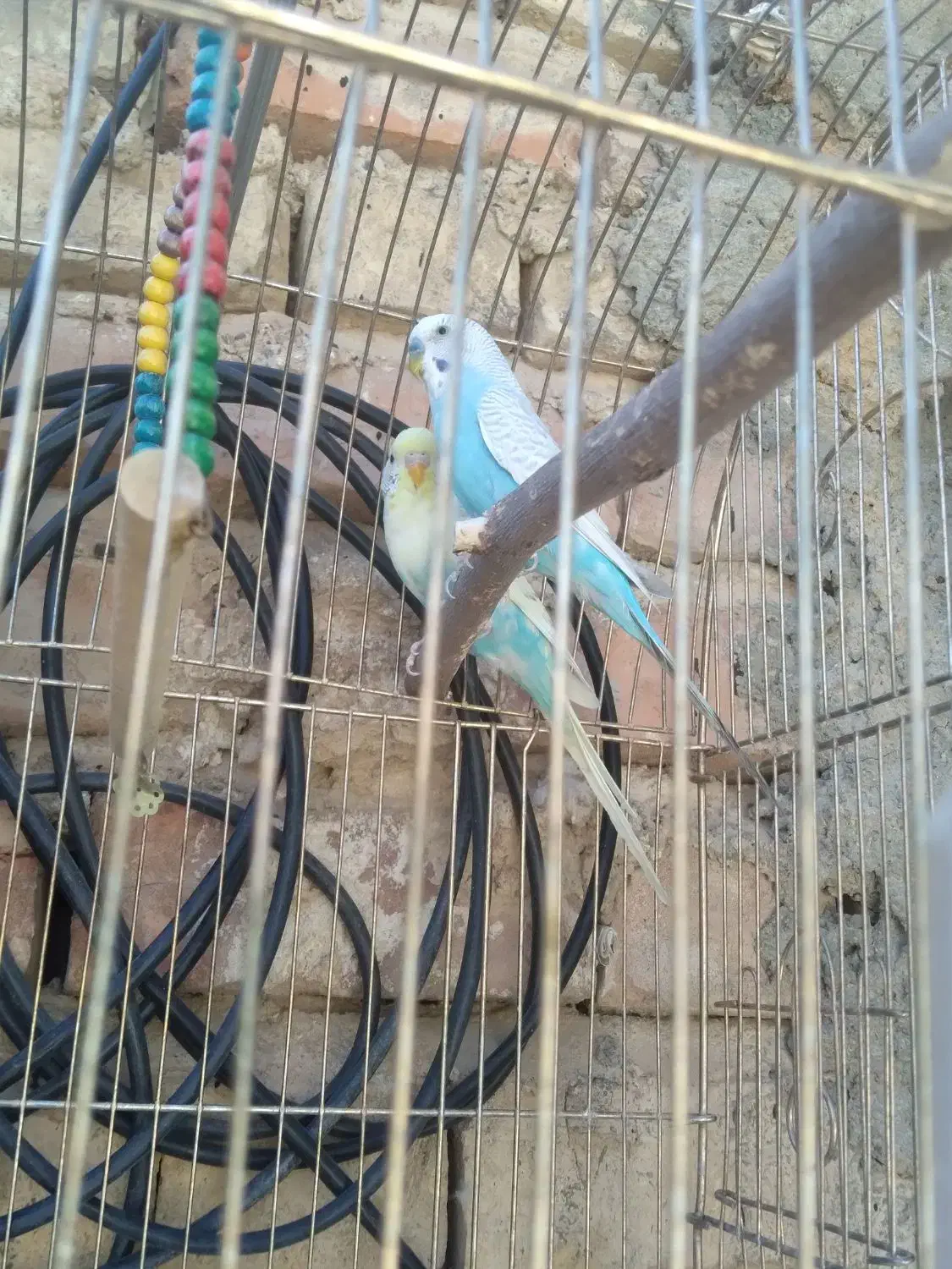 مرغ عشق زیبا جفت|پرنده|ششده و قره بلاغ, |دیوار