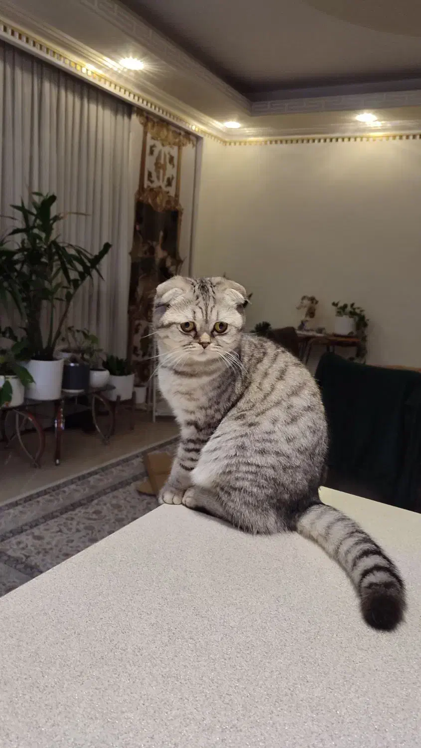 واگذاری گربه اسکاتیش|گربه|کرمانشاه, |دیوار