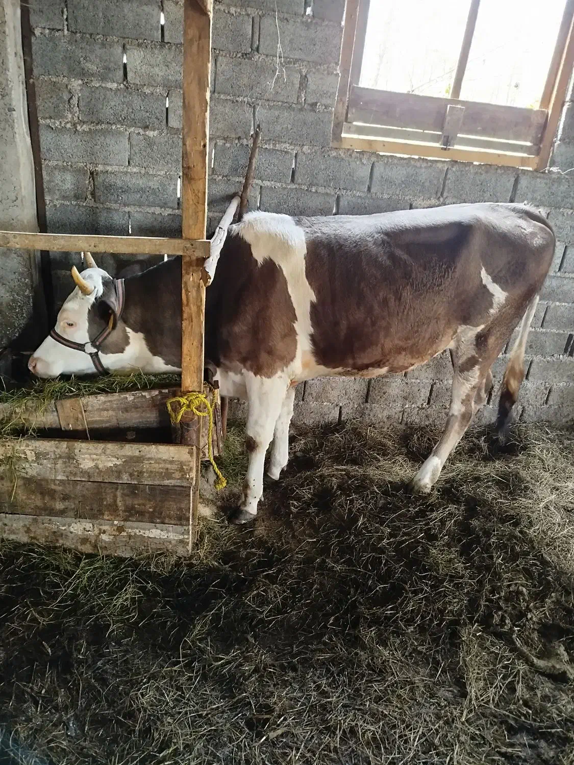 فروش چهار راس گوساله ماده|حیوانات مزرعه|شلمان, |دیوار