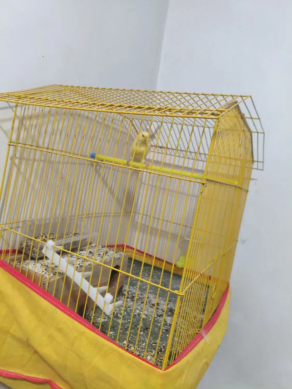 سلام قناری نر جون توپرریزی هستش قیمت توافقی|پرنده|کاکی, |دیوار