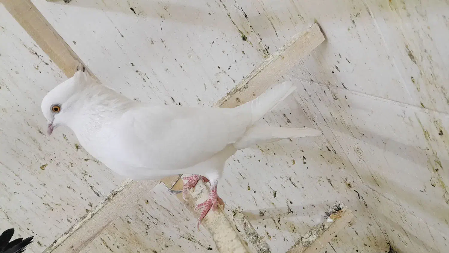 چشم زرد|پرنده|اراک, |دیوار