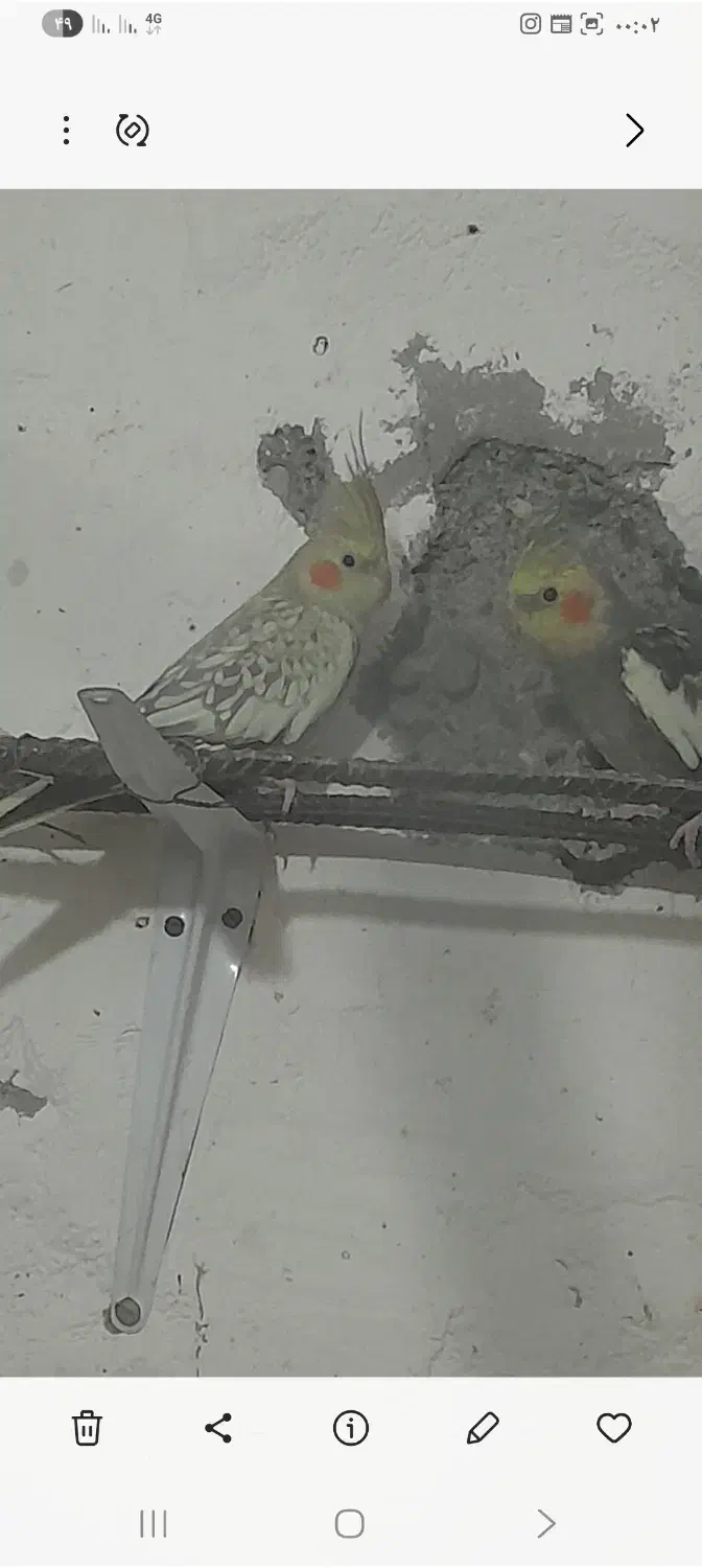 عروس هلندی|پرنده|رودسر, |دیوار