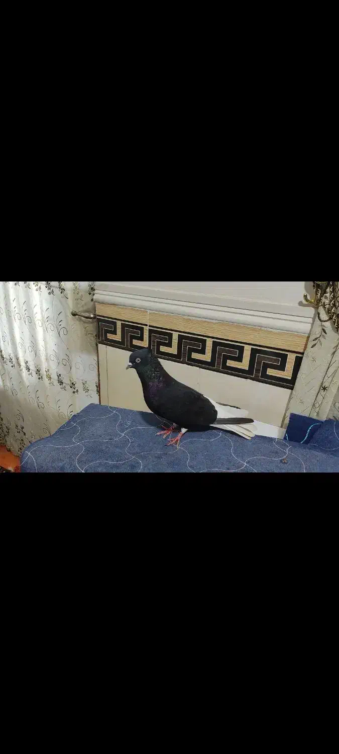 اشعل|پرنده|خرمشهر, |دیوار