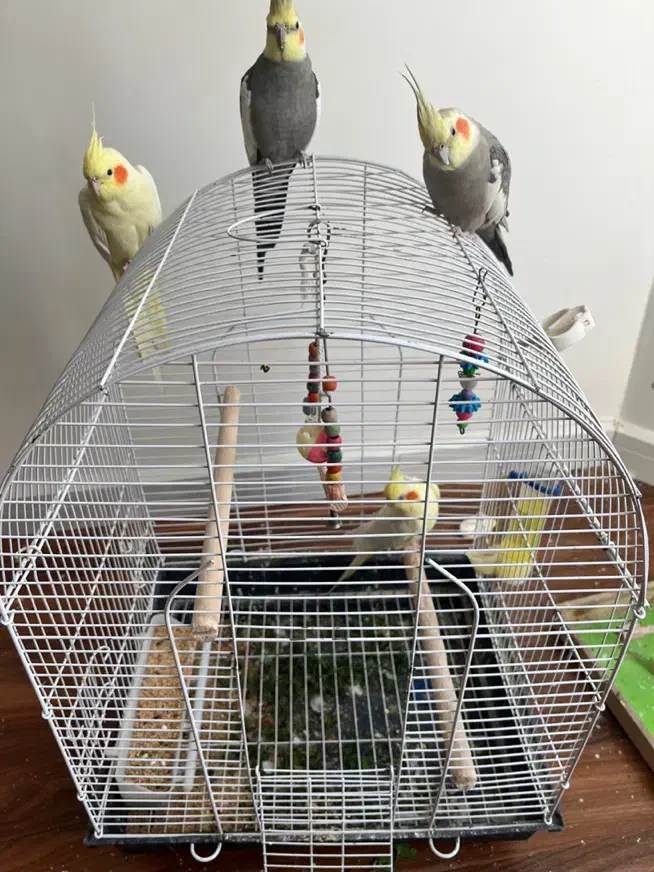 عروس هلندی دستی|پرنده|تهران, سهروردی|دیوار