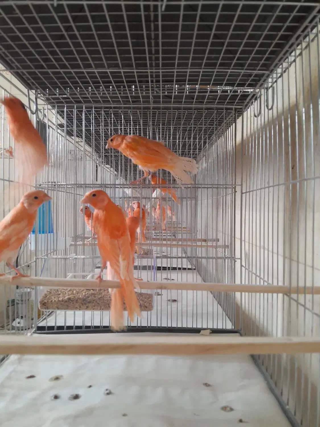 قناری|پرنده|ساوه, |دیوار