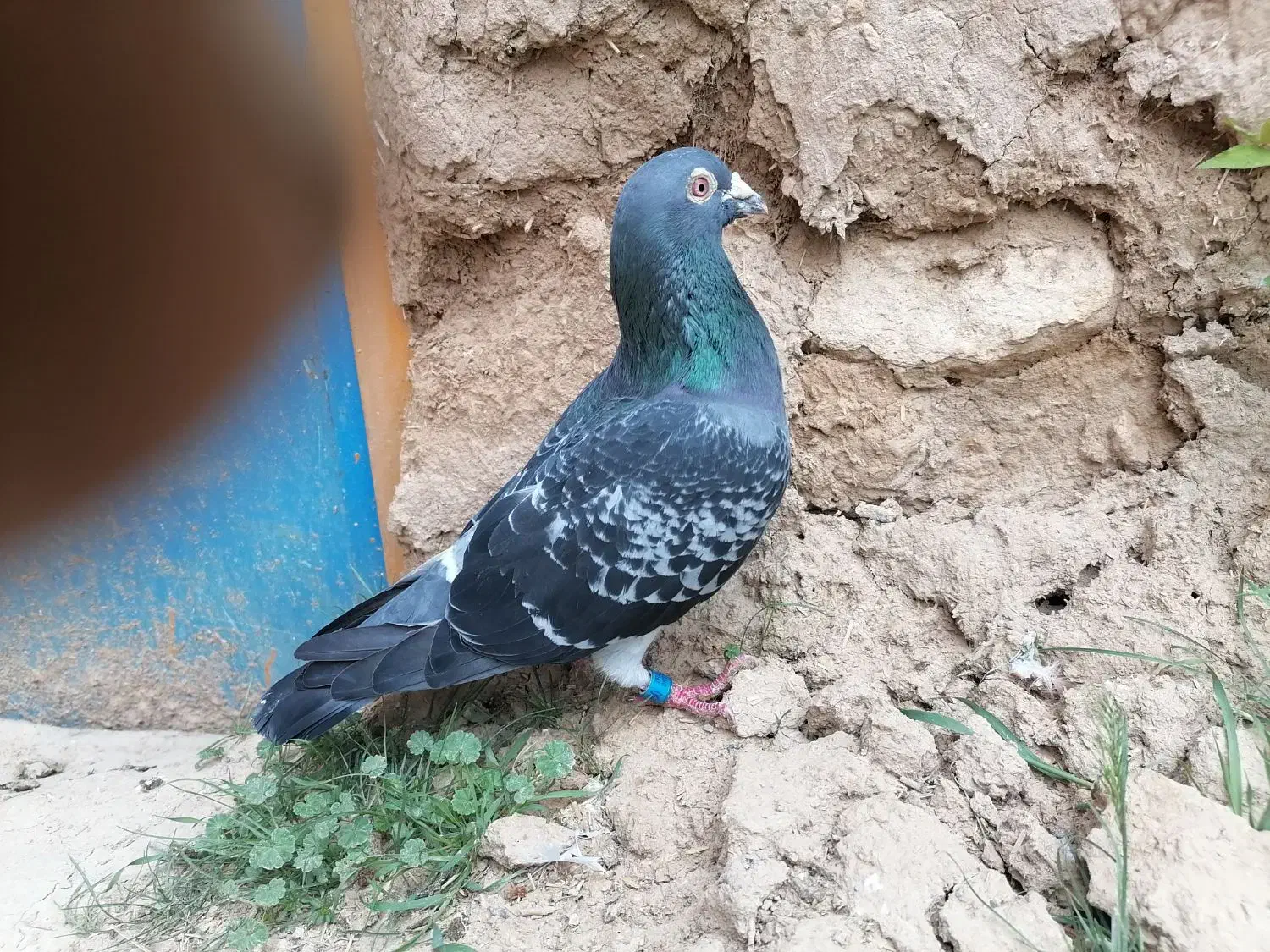 کبوتر پلاکی نر، مسابقات هم شرکت کرده|پرنده|شیروان (خراسان), |دیوار