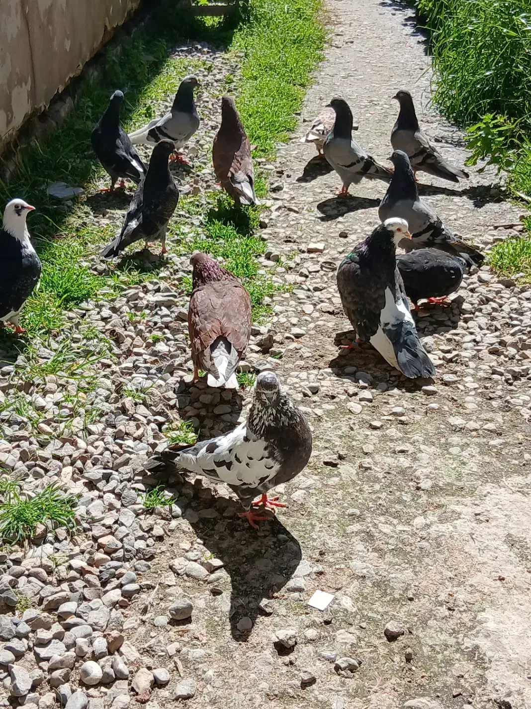 حیوانات خانگی|پرنده|گمیشان, |دیوار