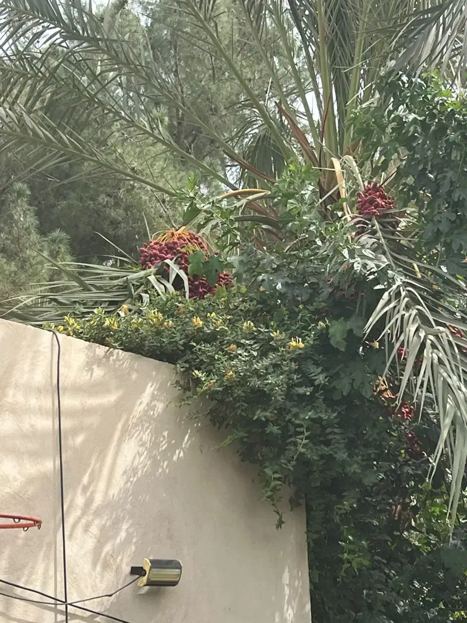 برش قطع وهرس وچیدن خوشه های خرما|خدمات باغبانی و درختکاری|زاهدان, |دیوار