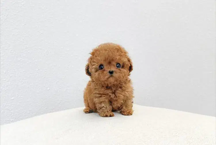 پودل|سگ|تهران, پاسداران|دیوار