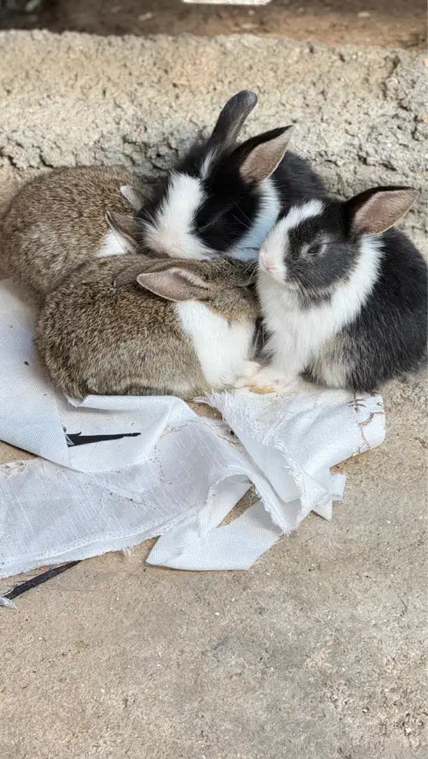 فروش بچه‌خرگوش‌های ناز و سالم|موش و خرگوش|برازجان, |دیوار