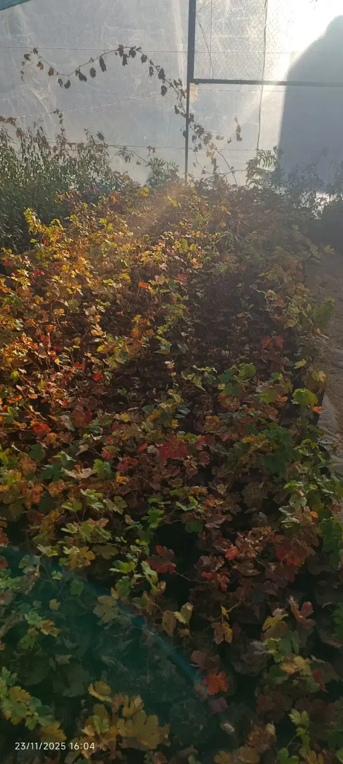 نهال انگور و انجیر و گل|گل و گیاه طبیعی|شیراز, دانشکده کشاورزی دانشگاه شیراز|دیوار