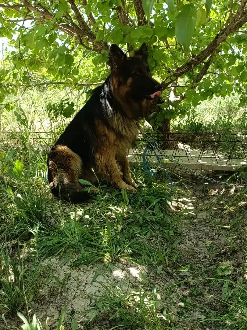 سگ ژرمن شپرد|سگ|مرودشت, نقش رستم|دیوار