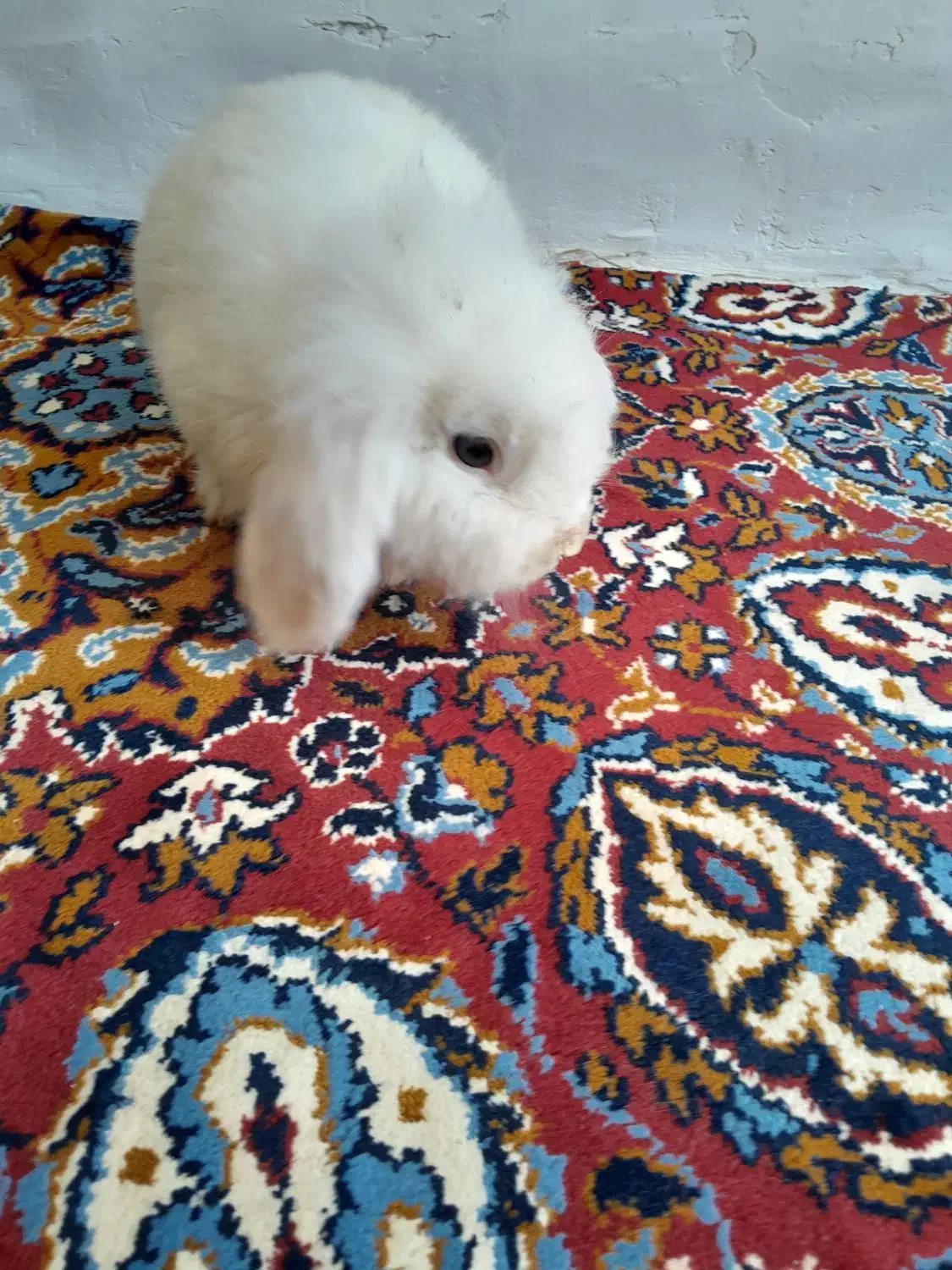 خرگوش|موش و خرگوش|خواف, |دیوار