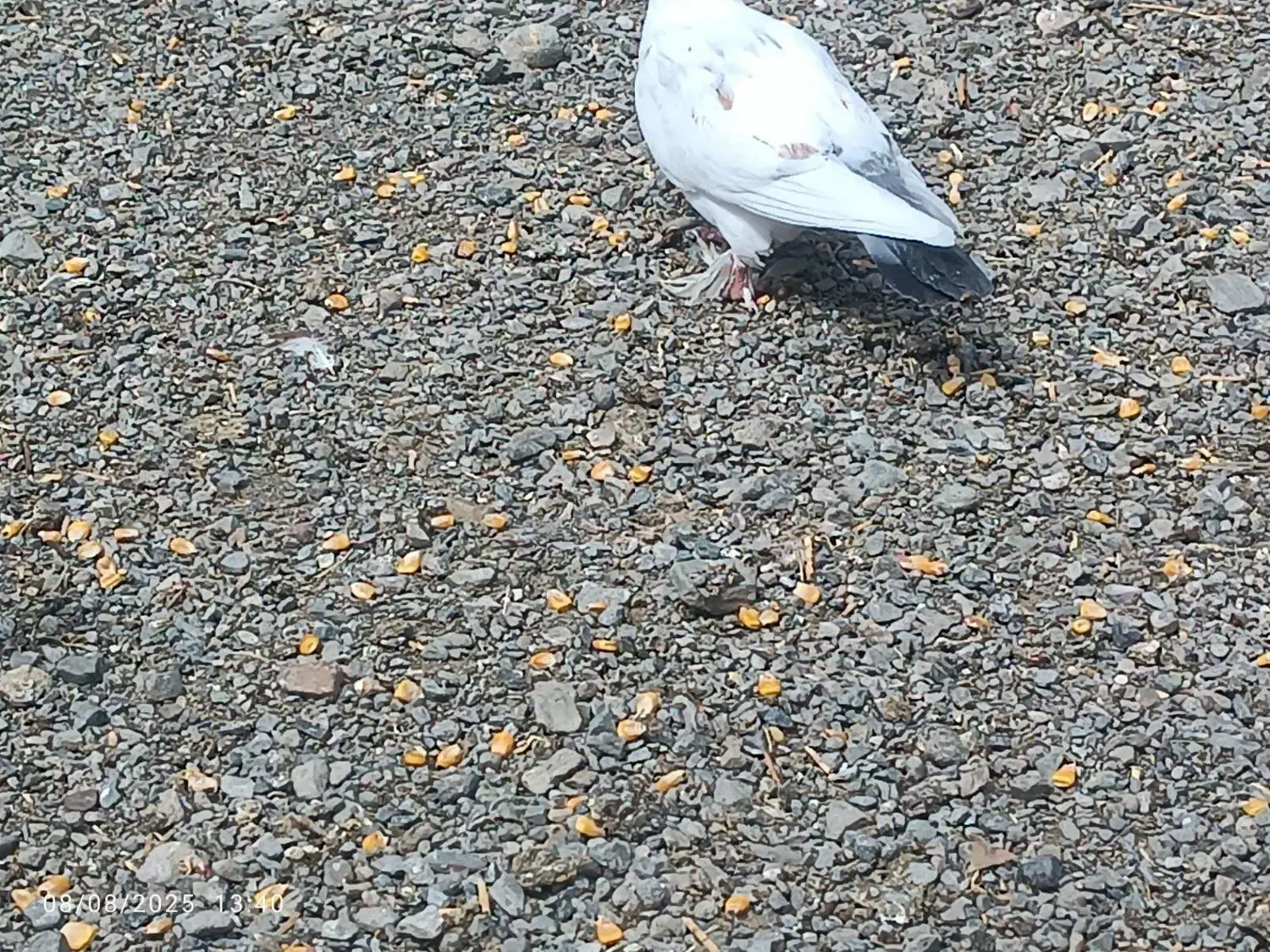 کبوتراهمگی دونه ای150|پرنده|بلوک, |دیوار