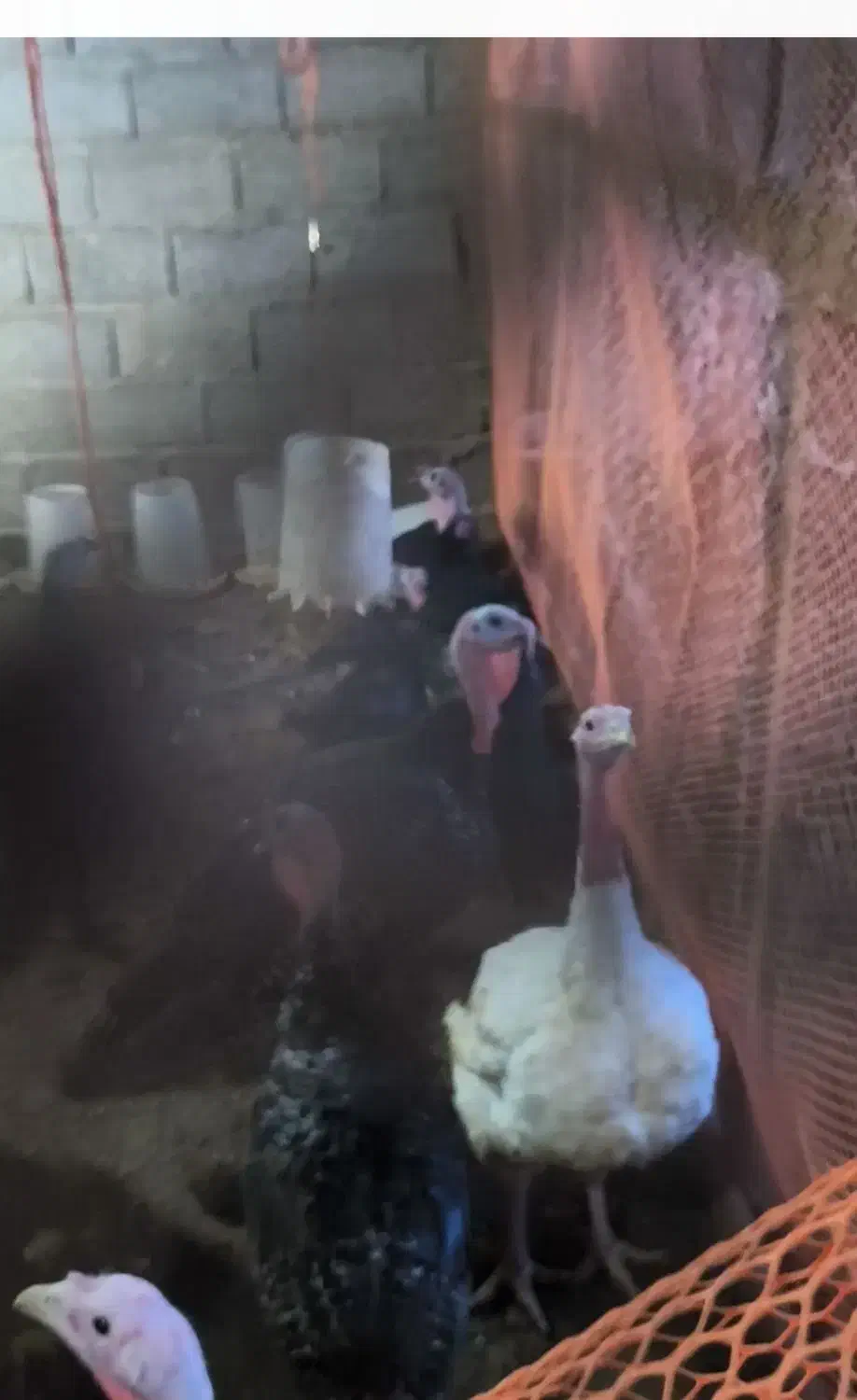 بوقلمون و اردک|حیوانات مزرعه|لاهیجان, لیل|دیوار