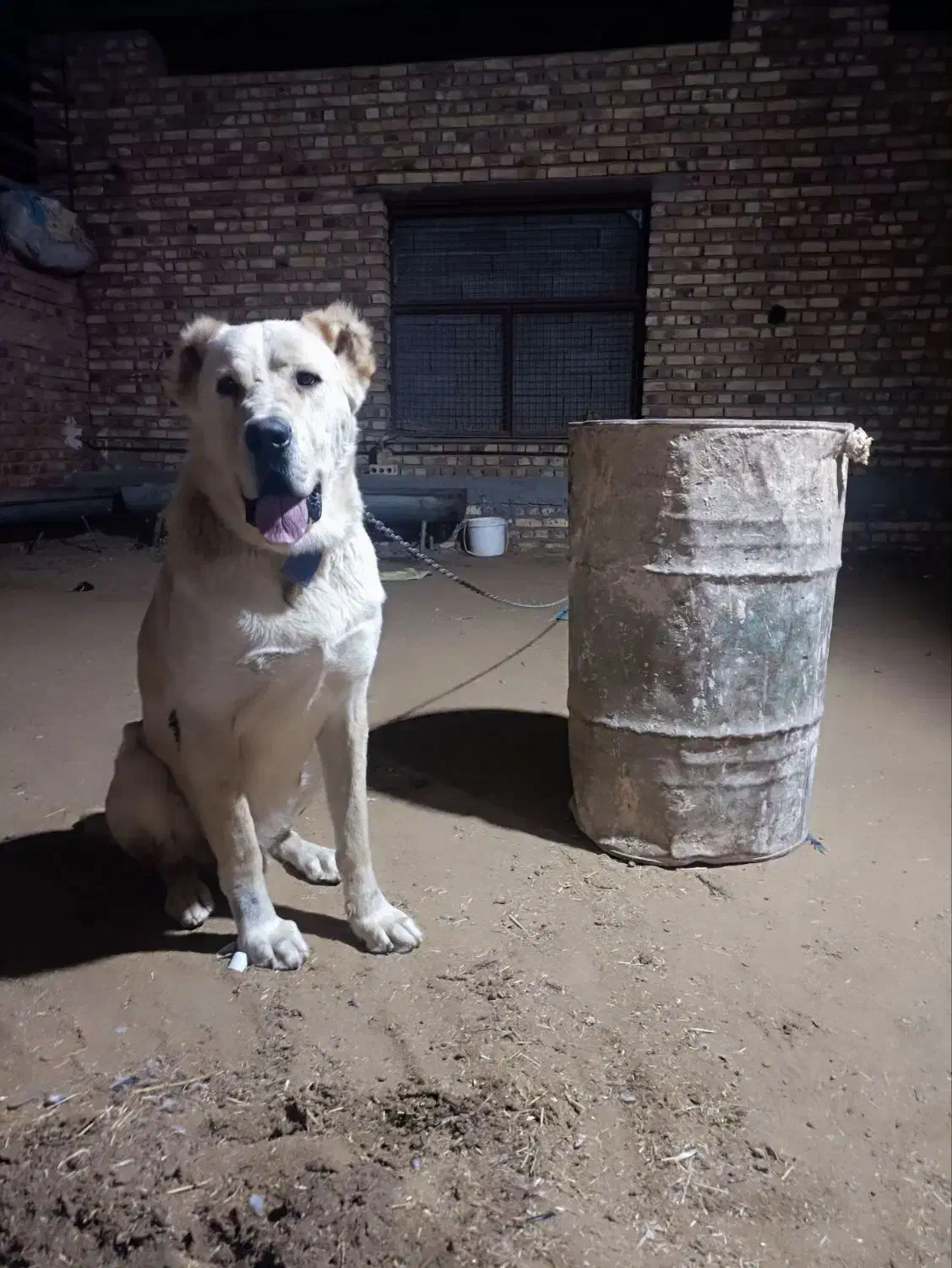 سگ خراسانی|سگ|کیاکلا, |دیوار