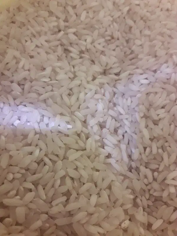 برنج عنبربو شوشتر|خوردنی و آشامیدنی|شوشتر, |دیوار