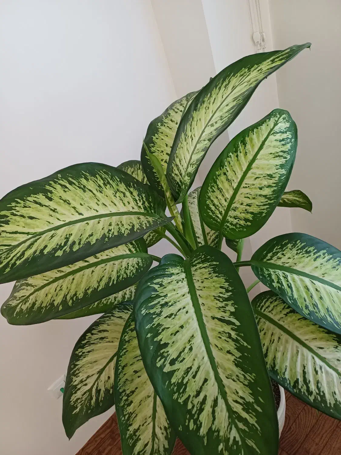 گل اپارتمانی|گل و گیاه طبیعی|اردبیل, |دیوار