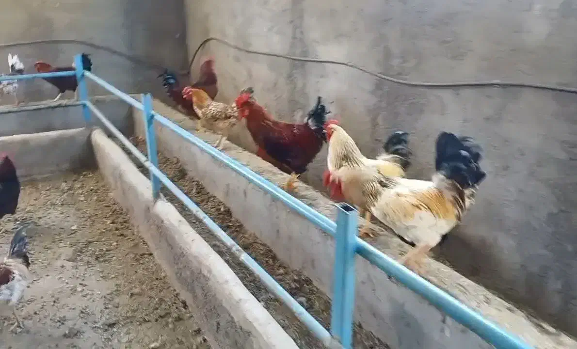 خروس محلی|حیوانات مزرعه|هشتگرد, شهرک وحدت|دیوار