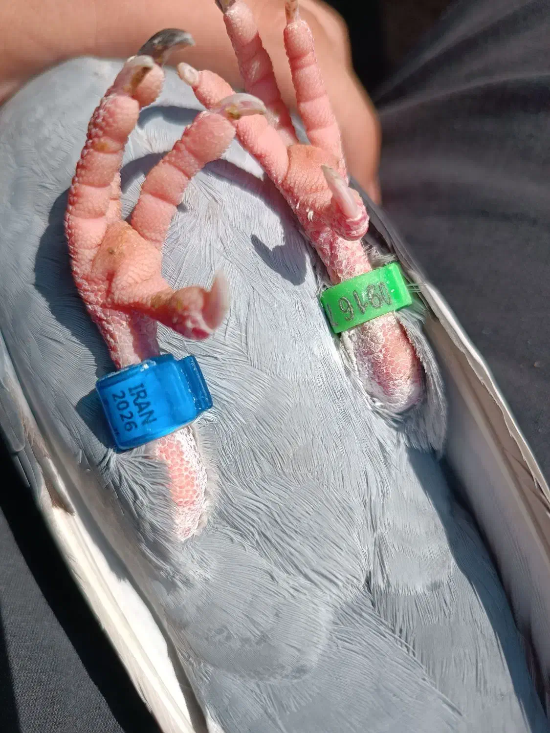 پلاکی چاپی مسافتی ماده|پرنده|بهبهان, |دیوار