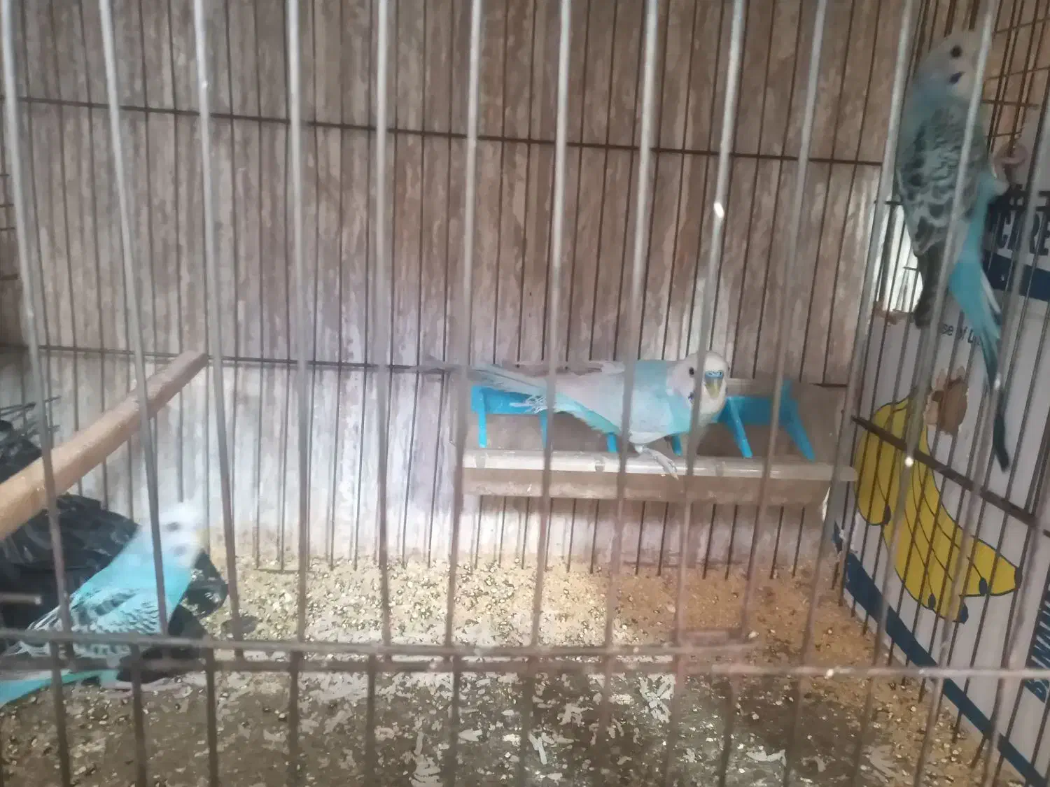 فنچ و مرغ عشق|پرنده|جوانرود, |دیوار