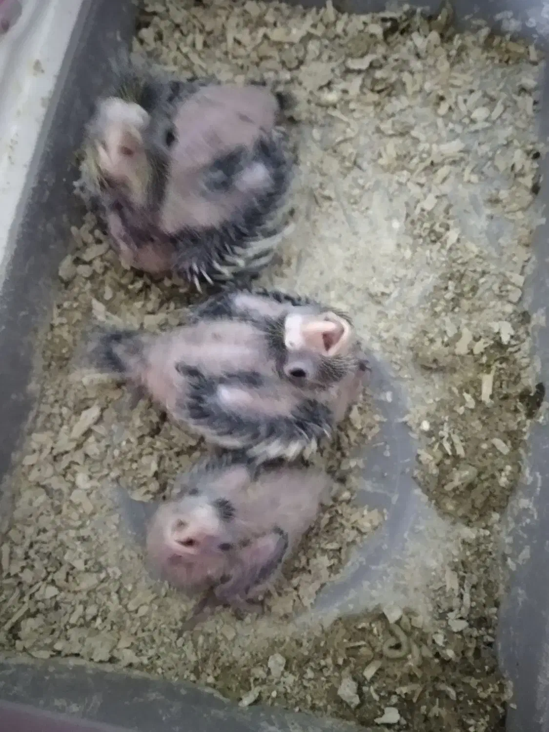 جوجه عروس|پرنده|نسیمشهر, |دیوار