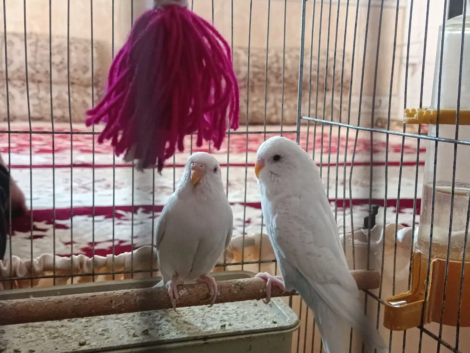 مرغ عشق|پرنده|دوگنبدان, |دیوار