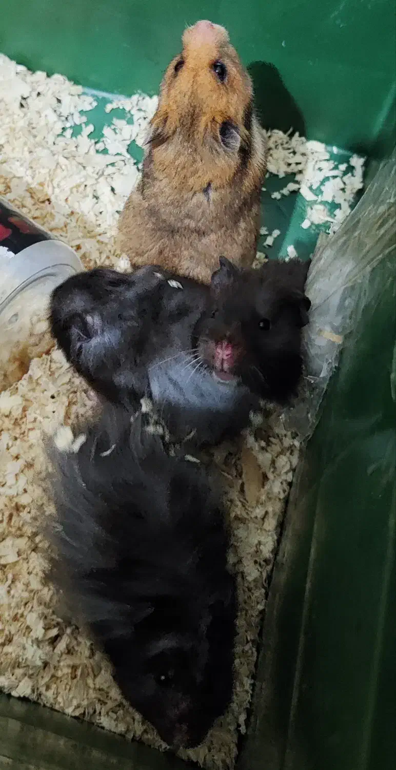 فروش تکی یا گله ی همستر سوری مو بلند|موش و خرگوش|پرند, فاز ۶|دیوار