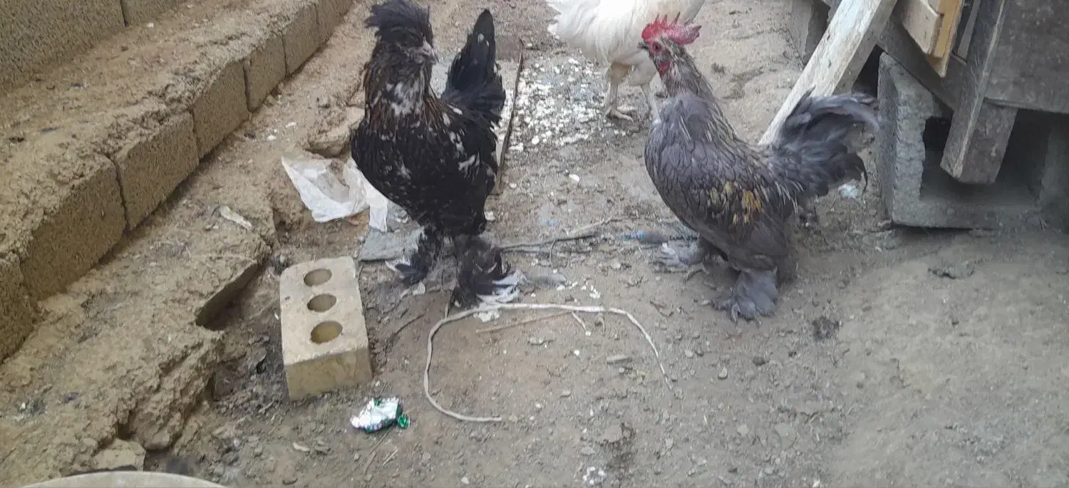 مرغ خروس تزئینی|حیوانات مزرعه|ننور, |دیوار