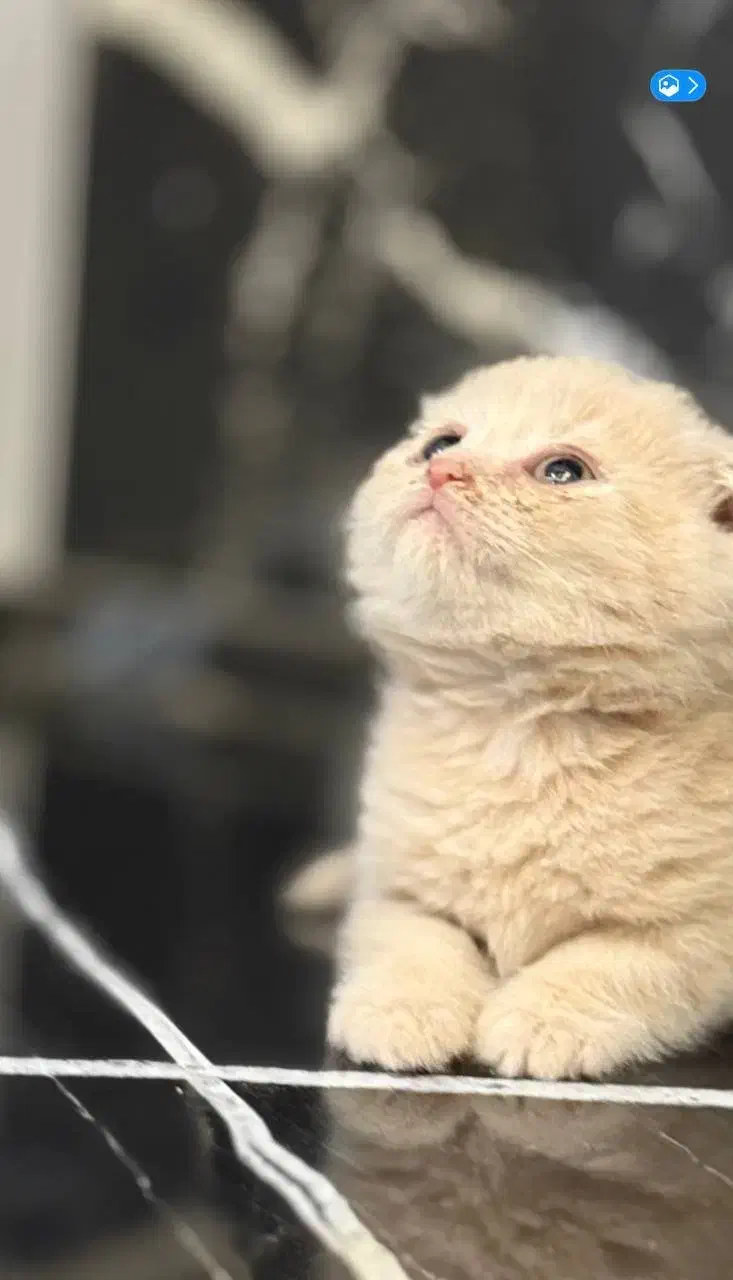 گربه بریتیش و اسکاتیش|گربه|یزد, |دیوار