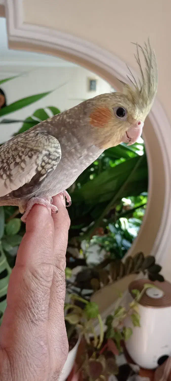 عروس دستی|پرنده|سبزوار, قصبه شرقی|دیوار