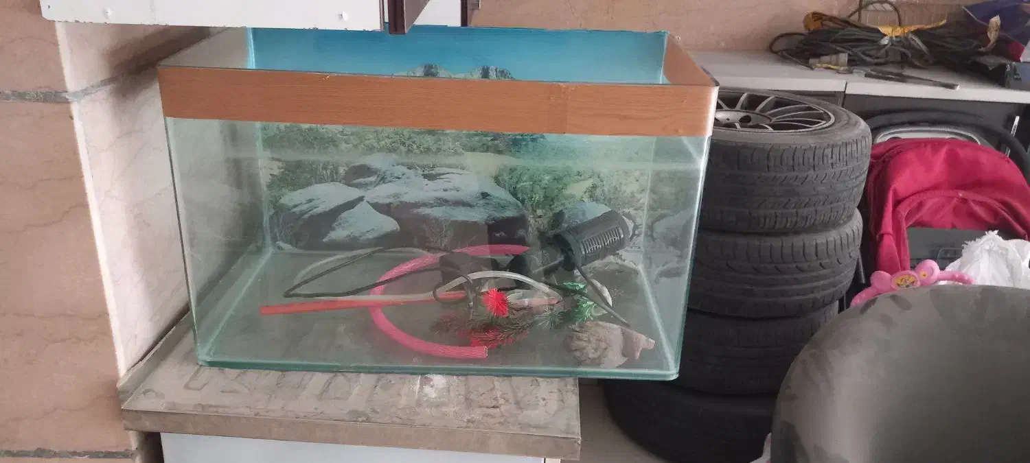 اکواریوم فروشی|ماهی|مشکیندشت, |دیوار