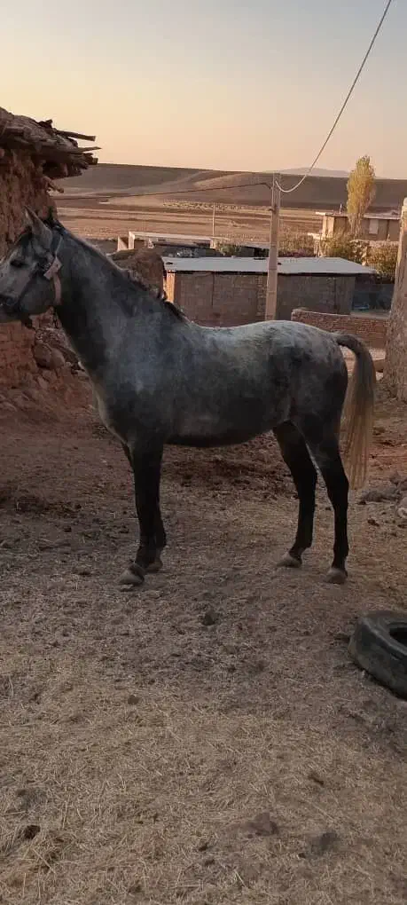 اسب|اسب و تجهیزات اسب‌سواری|بهمن صغاد, |دیوار