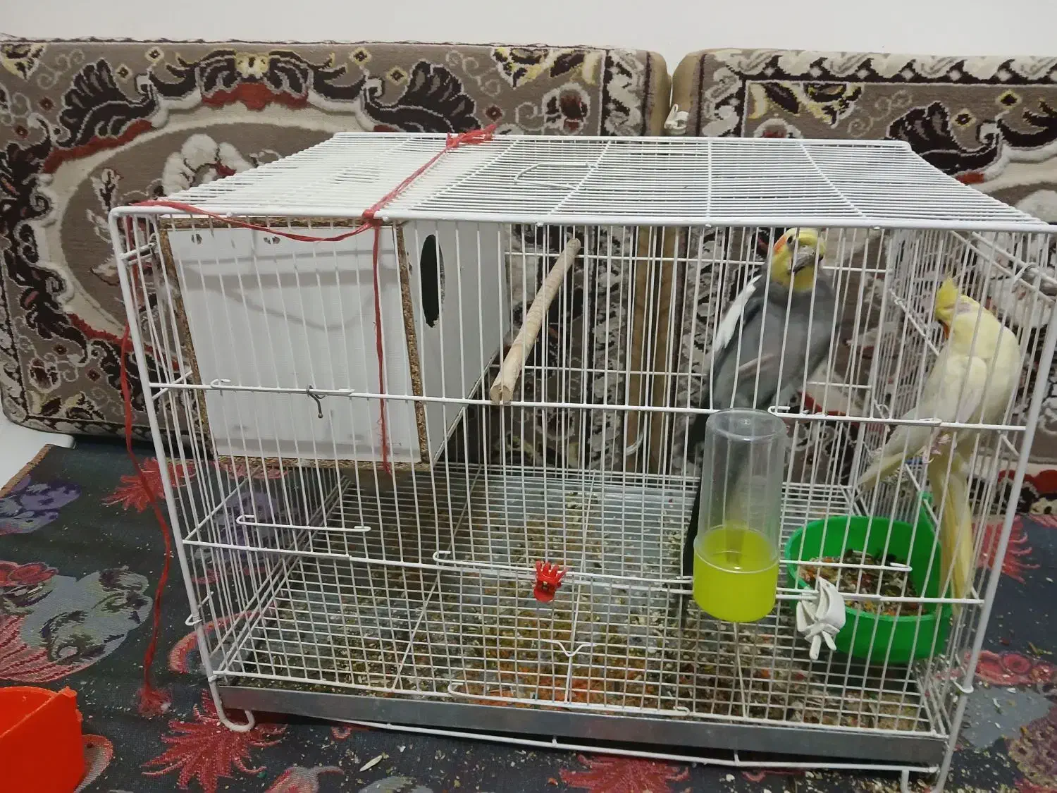 جفت عروس هلندی دستی و سخنگو|پرنده|مشهد, ادیب نیشابوری (شهرک غرب)|دیوار