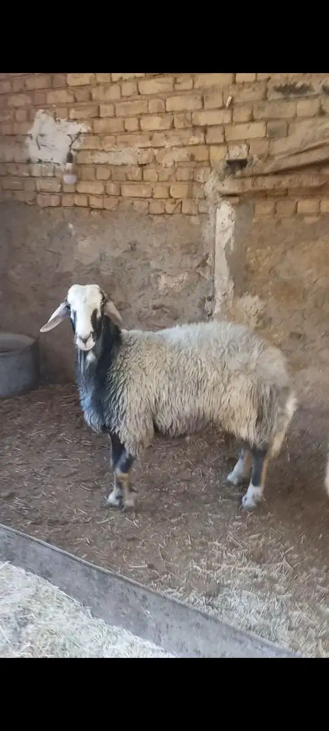 بره قوچی|حیوانات مزرعه|زنده رود, |دیوار