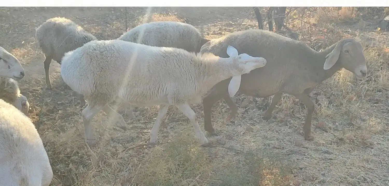 بره قوچ چینی|حیوانات مزرعه|زیرکوه, |دیوار