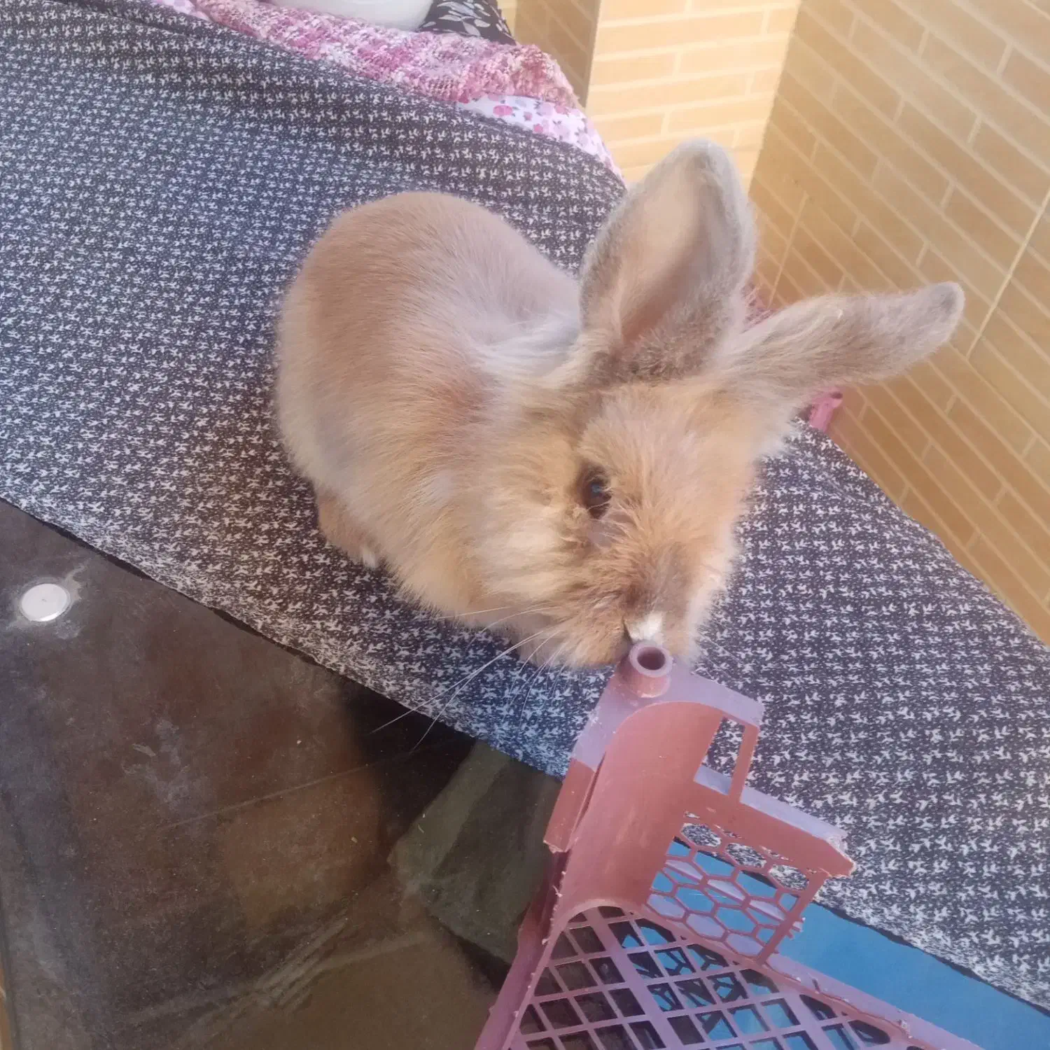 خرگوش لُپ|موش و خرگوش|فولادشهر, B2|دیوار