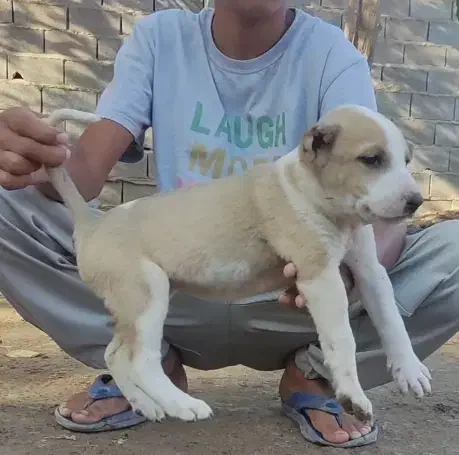 سگ آلابای درشت توله|سگ|زاهدان, |دیوار