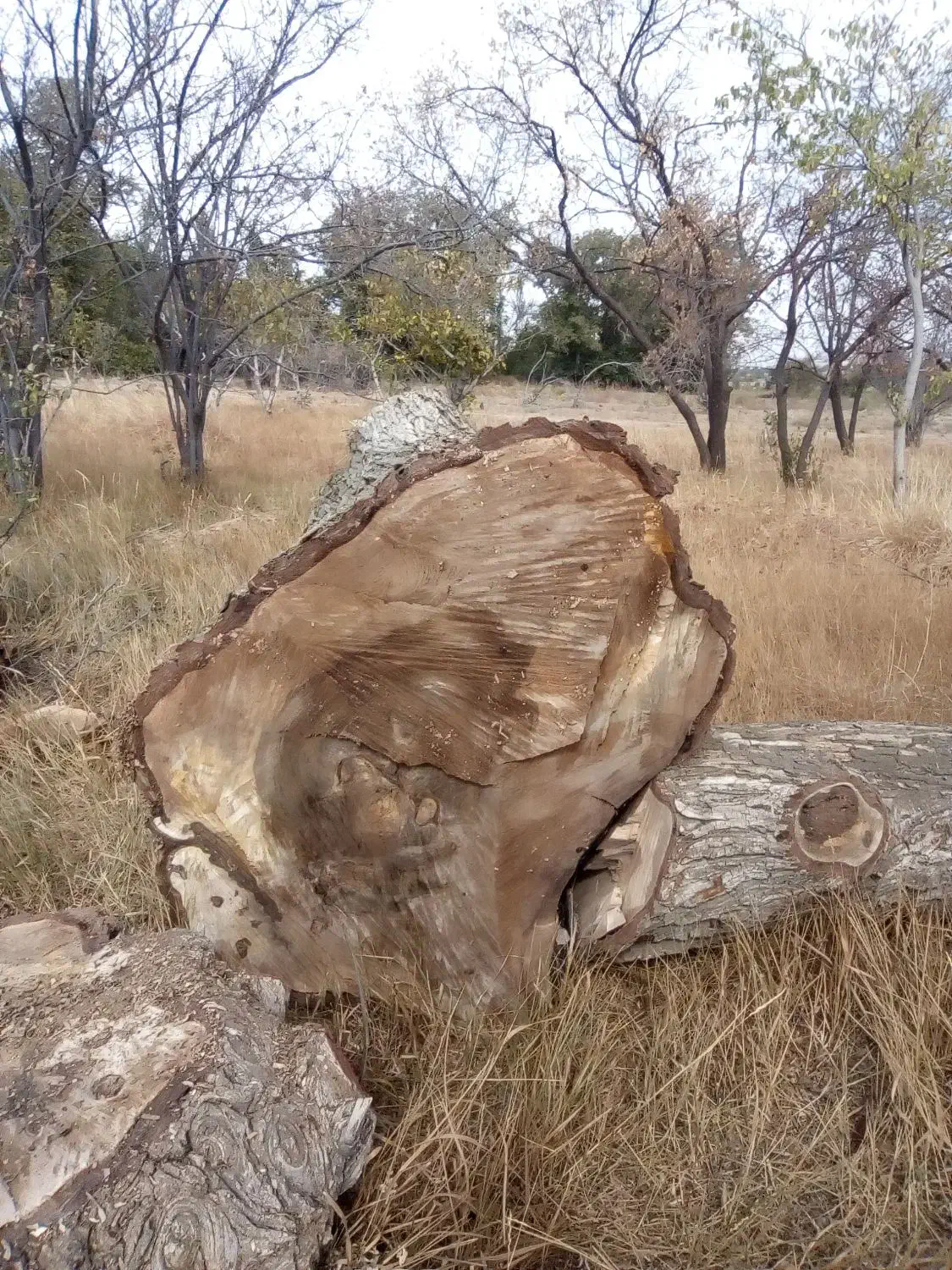 خ ریدچوببالاترین قیمت چوب خشک و تر|خدمات باغبانی و درختکاری|خرمدره, |دیوار