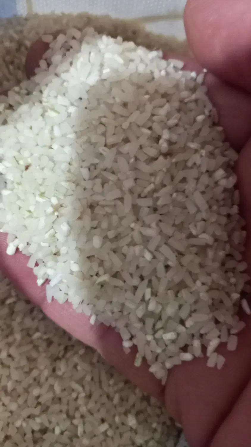 برنج هاشمی اصل درجه یک دره رود سالم و نیم دانه|خوردنی و آشامیدنی|پارسآباد, |دیوار