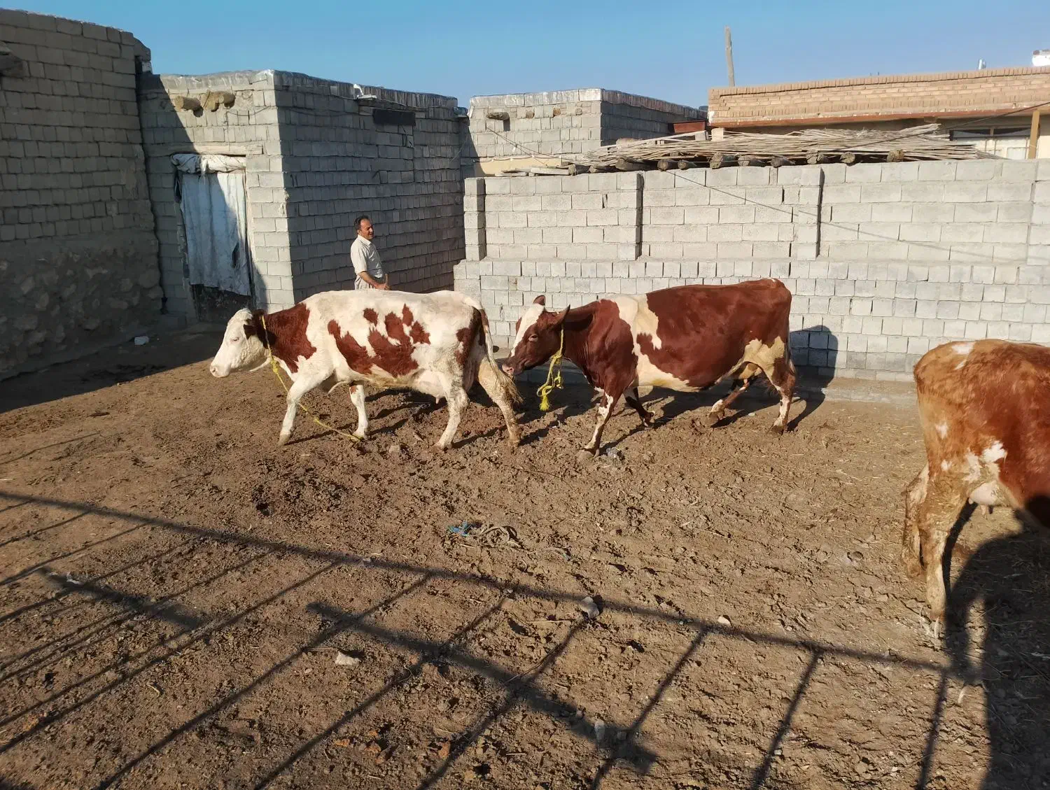 فروش گاو|حیوانات مزرعه|محمدیار, |دیوار