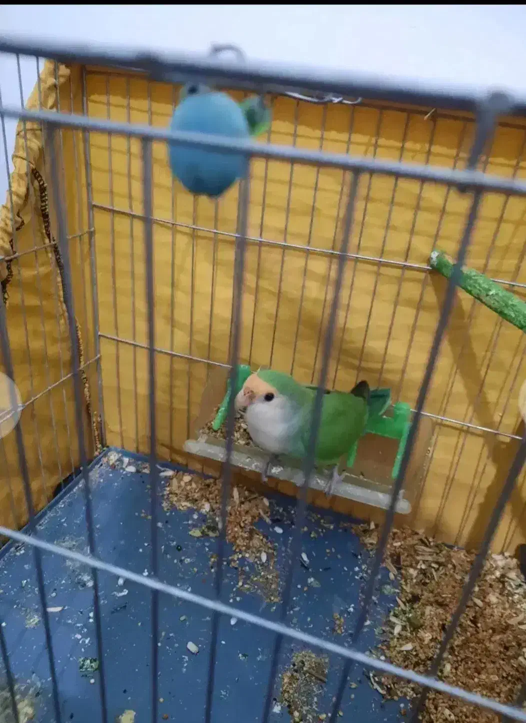 کوتوله برزیلی باهوش نر معاوضه با جوجه عروس هلندی|پرنده|اراک, |دیوار