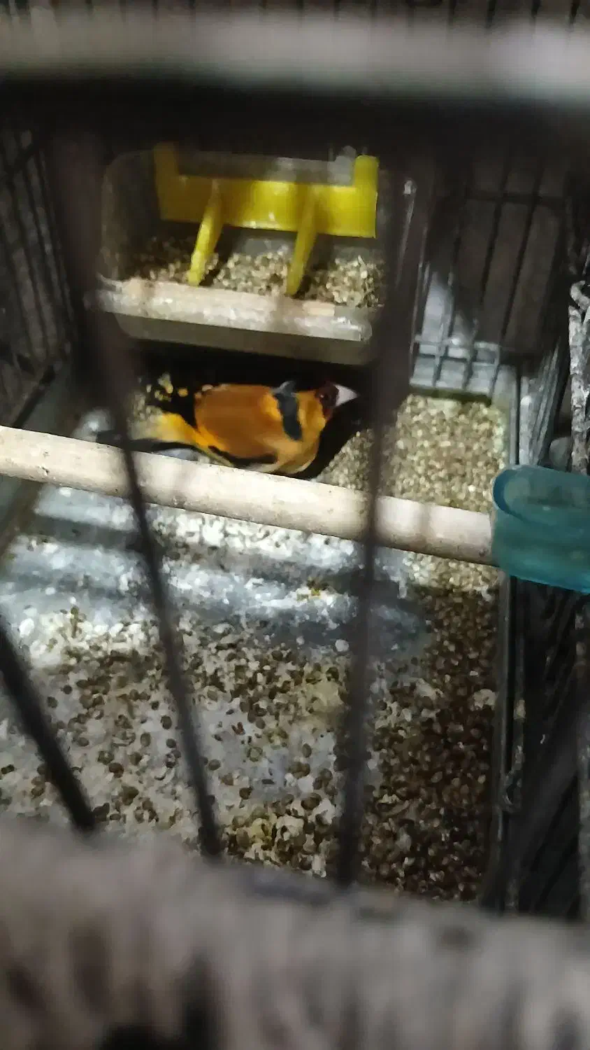 سهره باغی|پرنده|کوهدشت, |دیوار