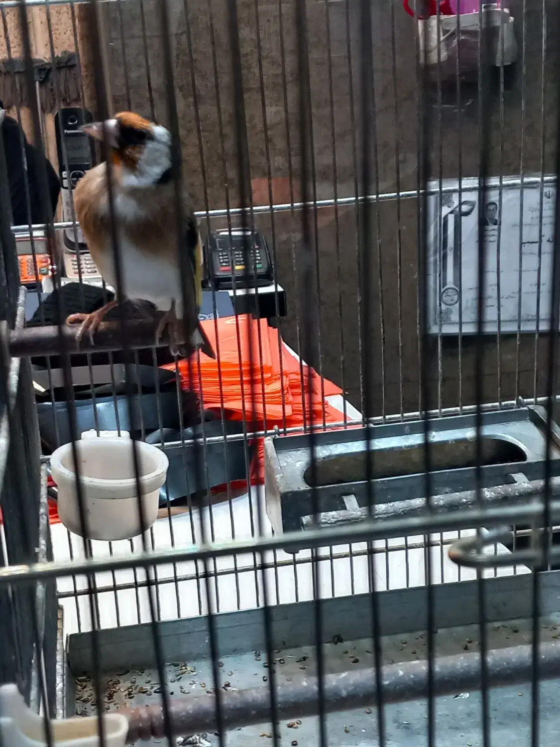 سره دهن لر|پرنده|ری, اقدسیه|دیوار