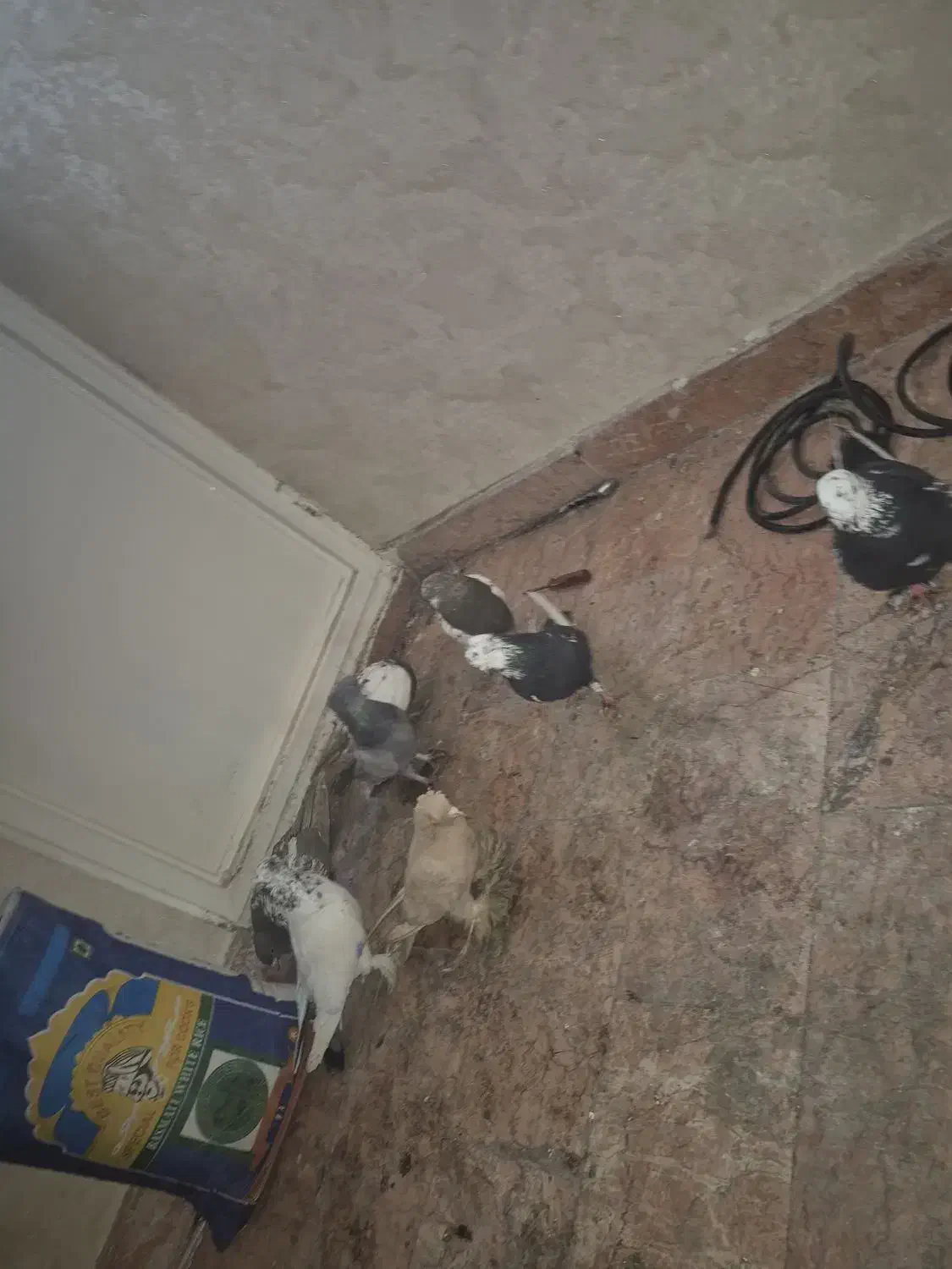 ۱۱ عدد کبوتر|پرنده|تبریز, |دیوار