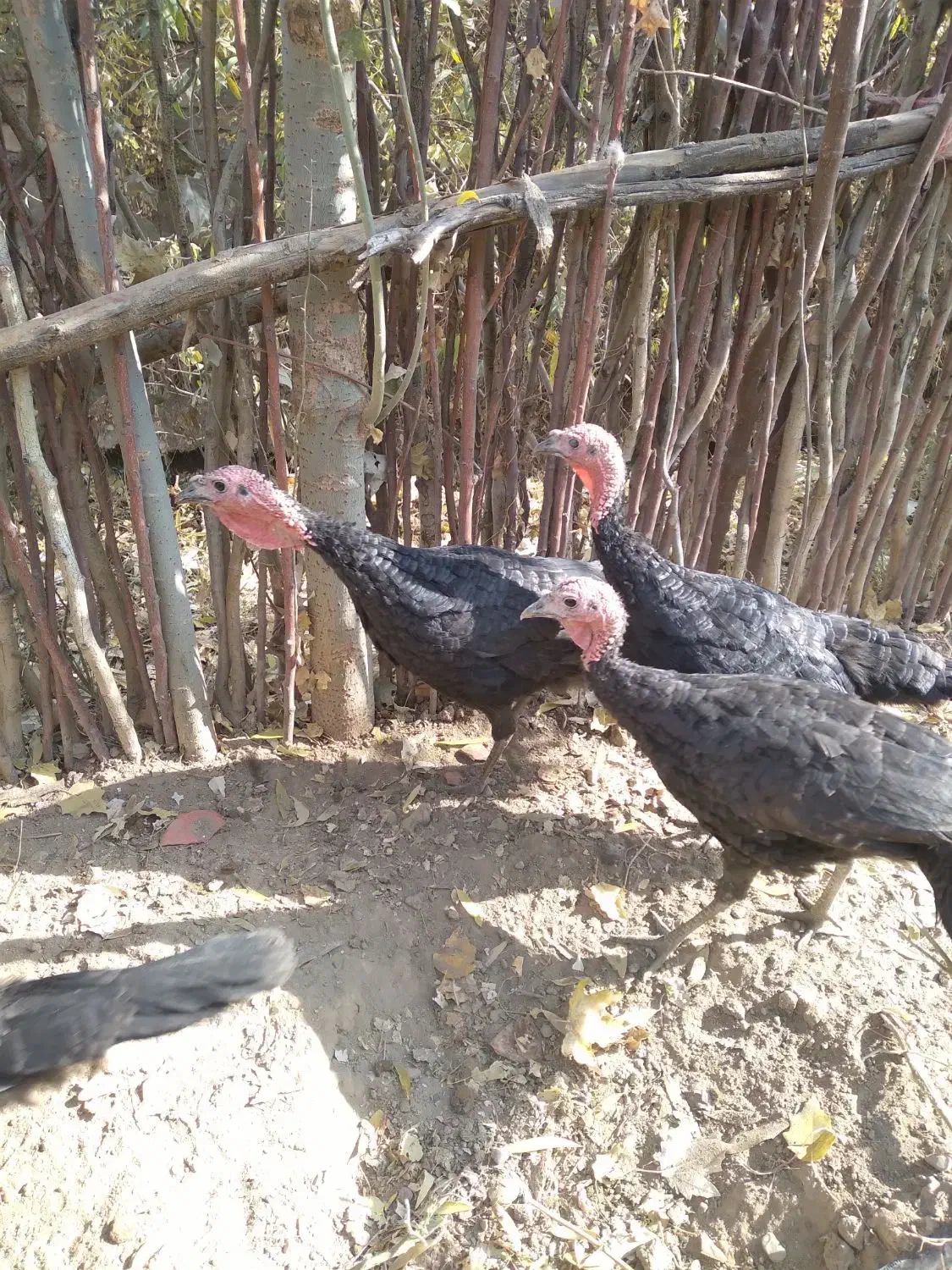 بوقلمون ماده|حیوانات مزرعه|بکتاش, |دیوار