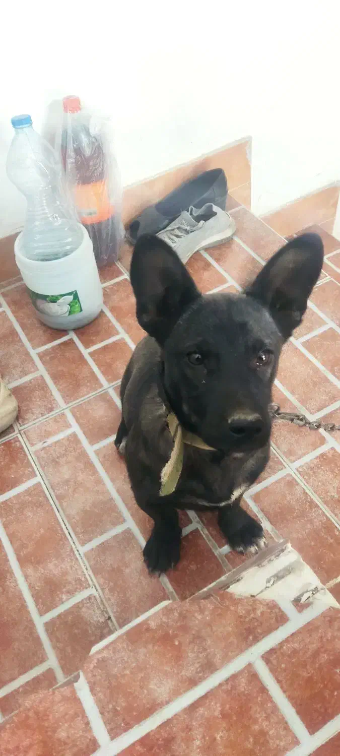 ژرمن بلک کوچک مشکی پنج ماهه|سگ|مهدی شهر, |دیوار