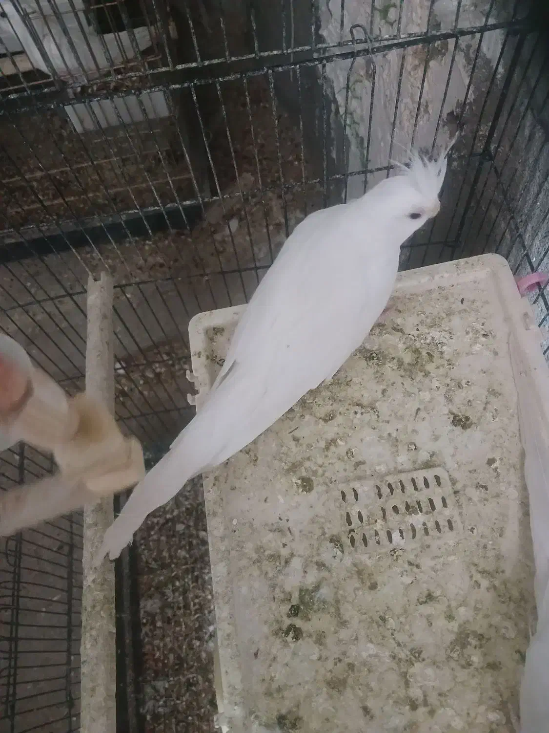 فروش عروس هلندی البینو ماده|پرنده|فامنین, |دیوار